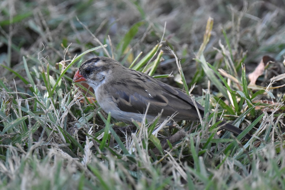 Dominikanerwitwe - ML644294398