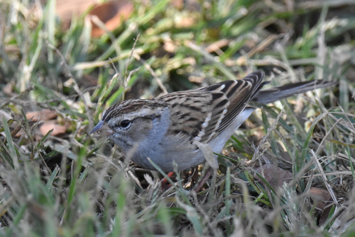 Chipping Sparrow - ML644294400