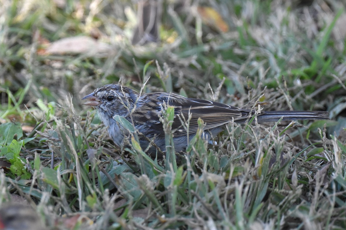 Chipping Sparrow - ML644294402