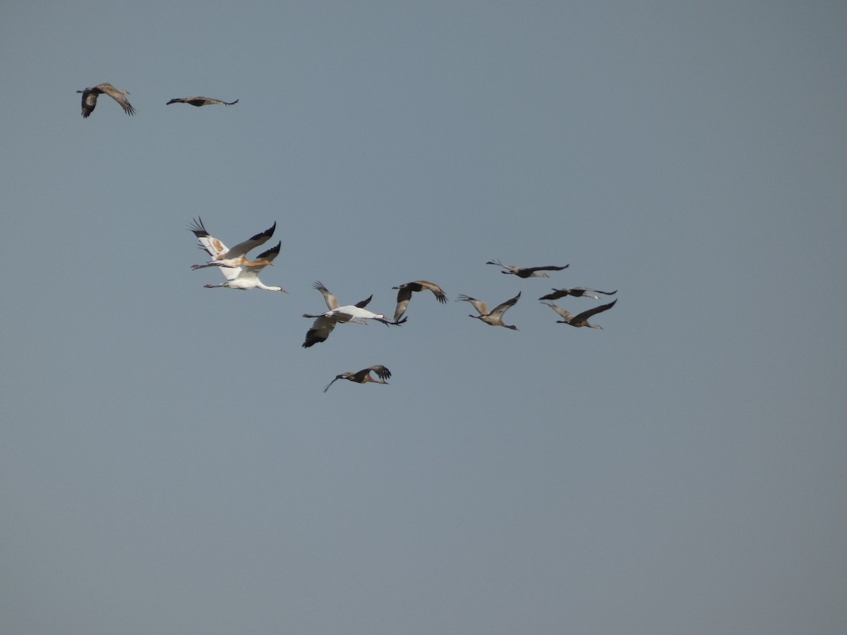 Kurrilo zuria - ML644294403