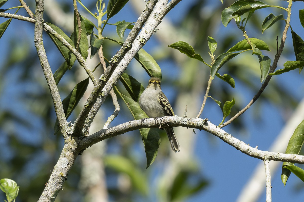 Golden-faced Tyrannulet - ML644294407