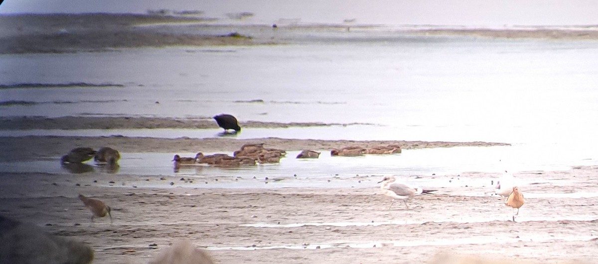 Long-billed Curlew - ML644294412