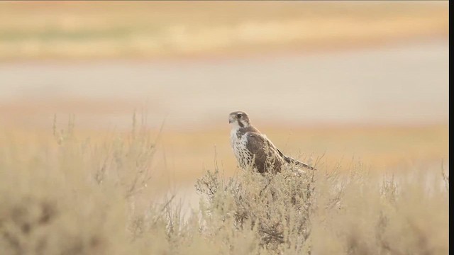 Prairie Falcon - ML644294413