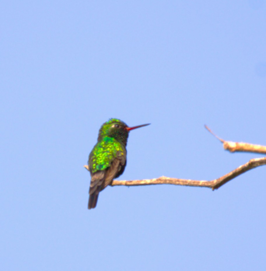 Golden-crowned Emerald - ML644294417