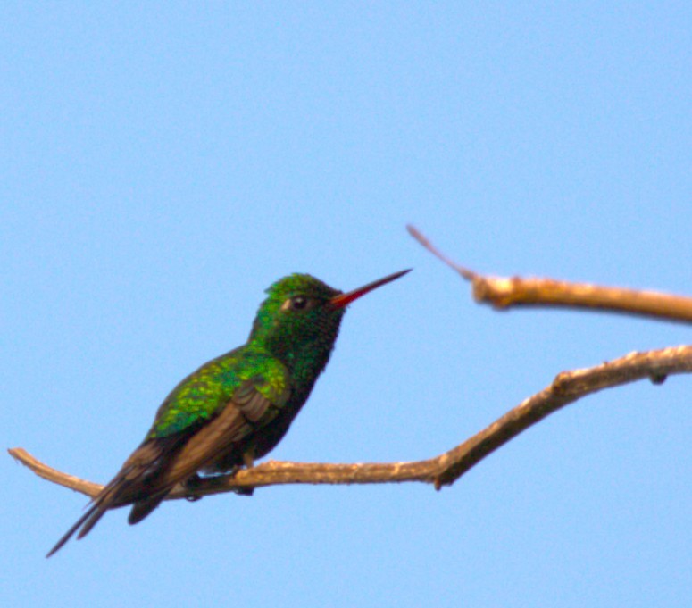 Golden-crowned Emerald - ML644294418