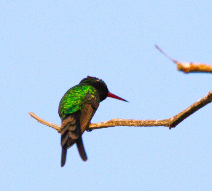 Golden-crowned Emerald - ML644294419