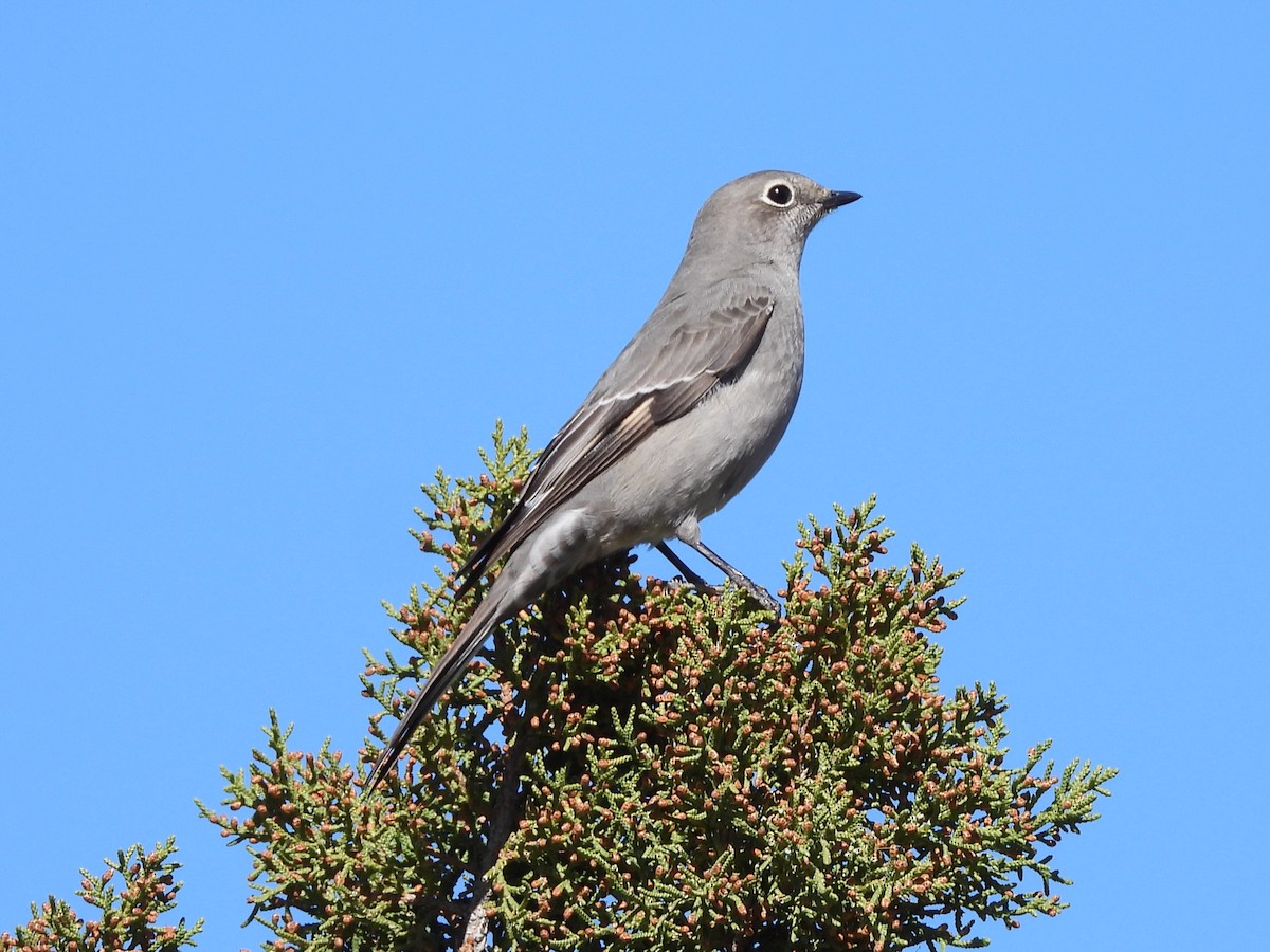 lesňák západní - ML644294420