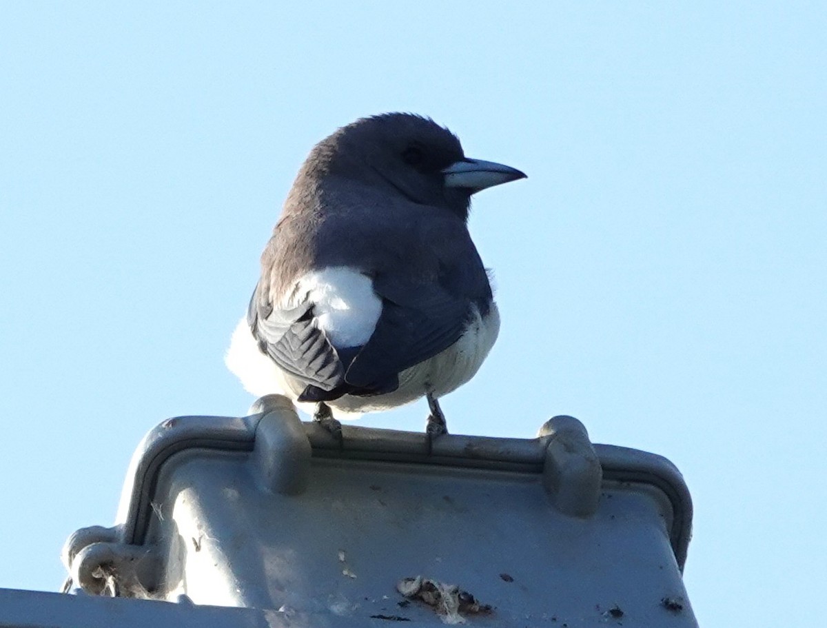 Weißbauch-Schwalbenstar - ML644294421