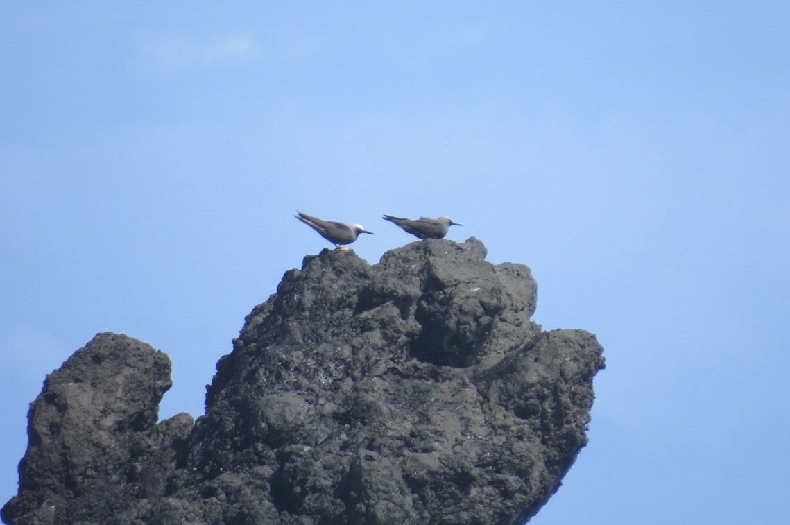 ヒメクロアジサシ - ML644294423