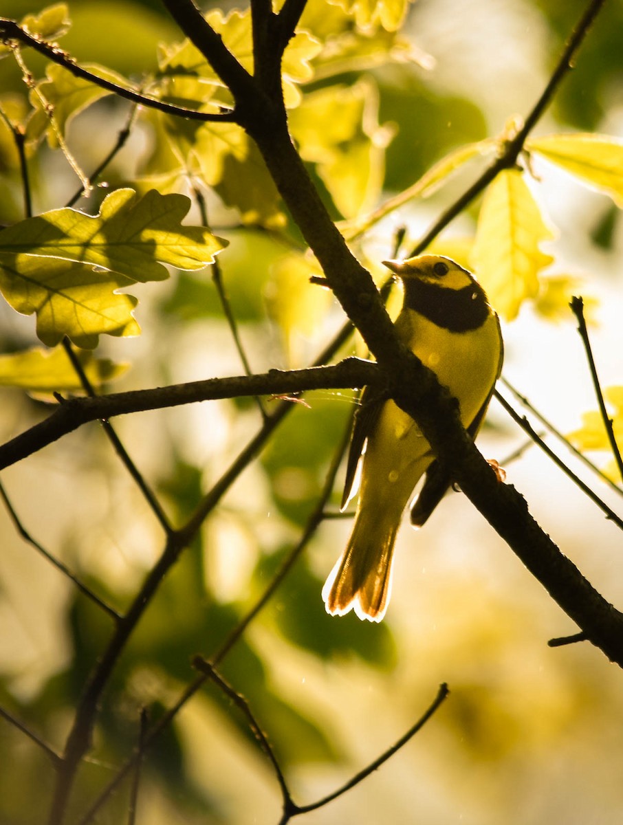 Болотянка чорногорла - ML644294427