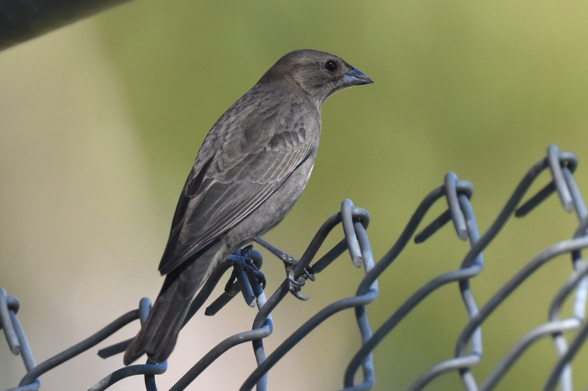 Brown-headed Cowbird - ML644294431