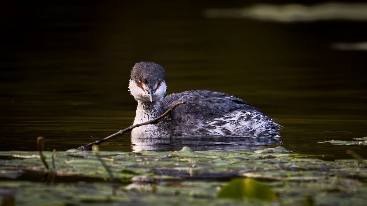 Horned Grebe - ML644294434