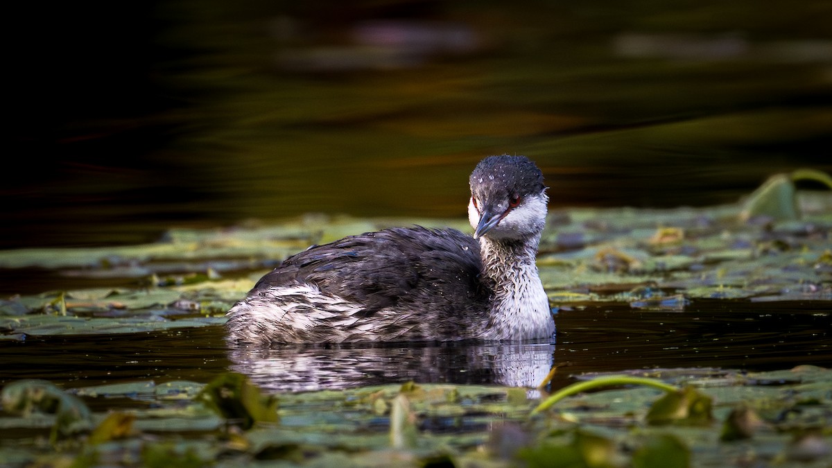 Horned Grebe - ML644294435