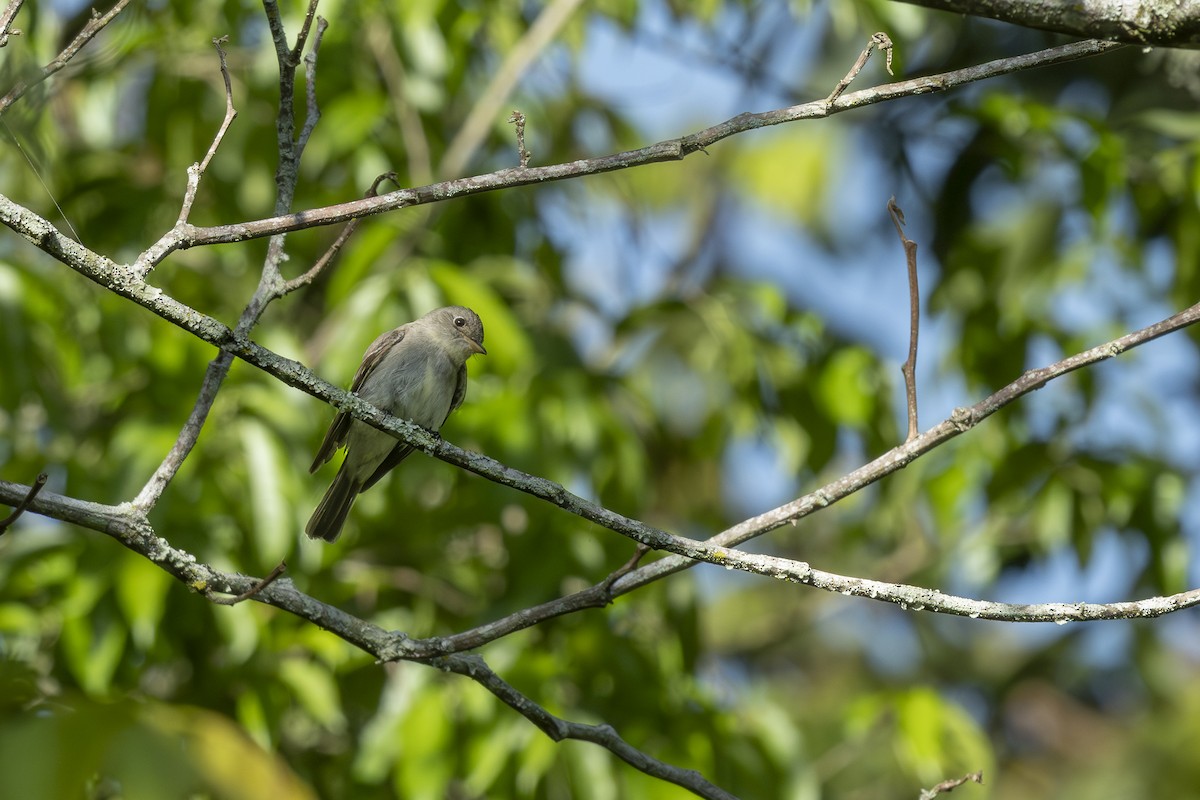 Moucherolle vert - ML644294442