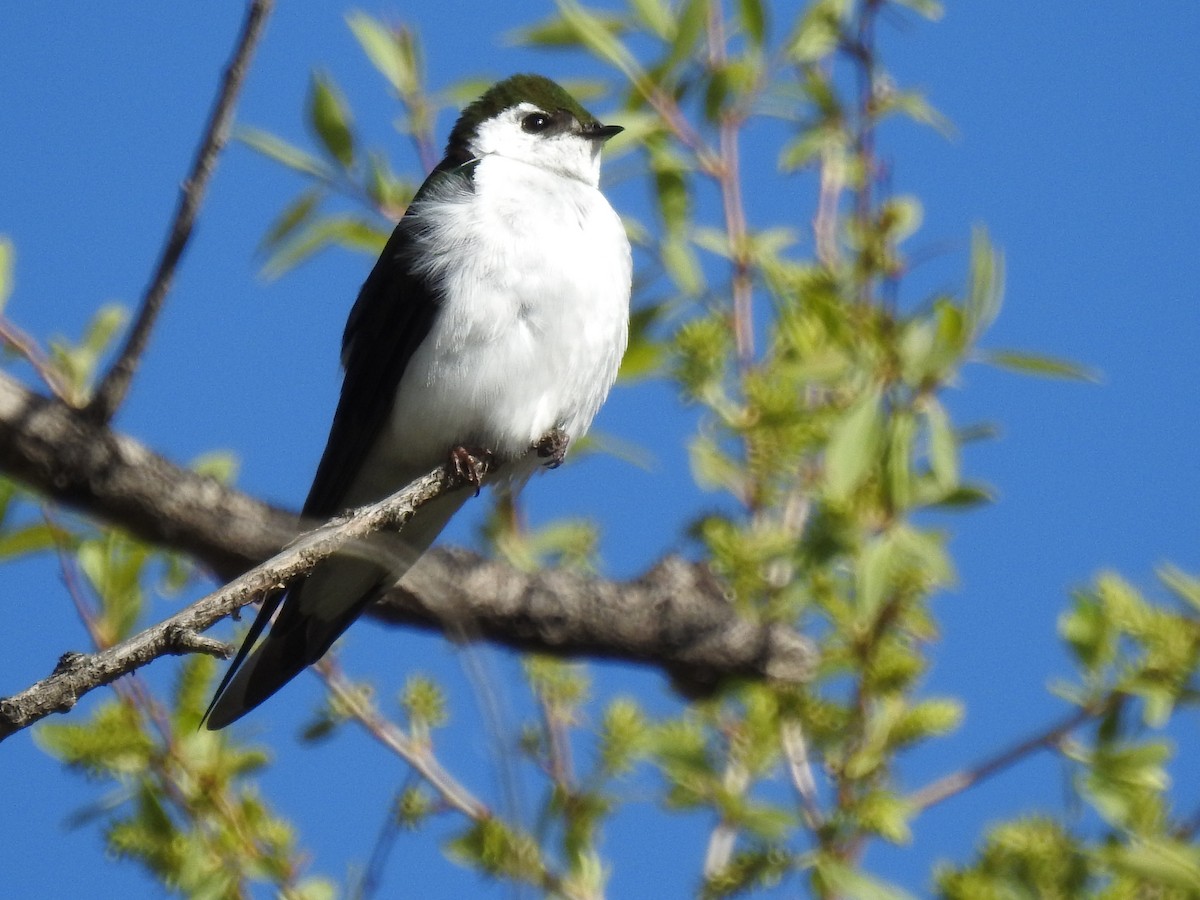 スミレミドリツバメ - ML644294444