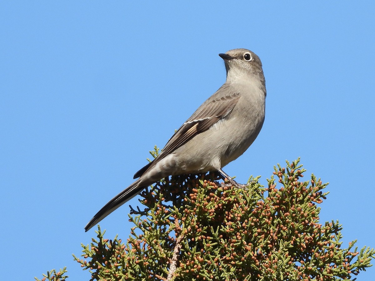 lesňák západní - ML644294449