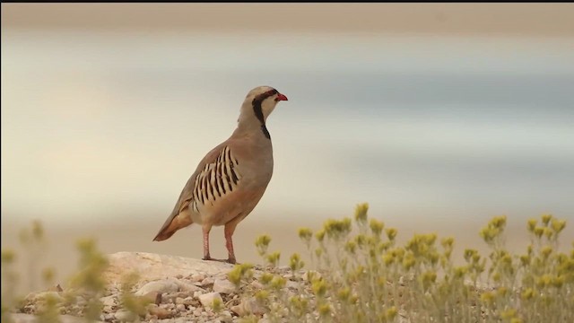 Chukar - ML644294452
