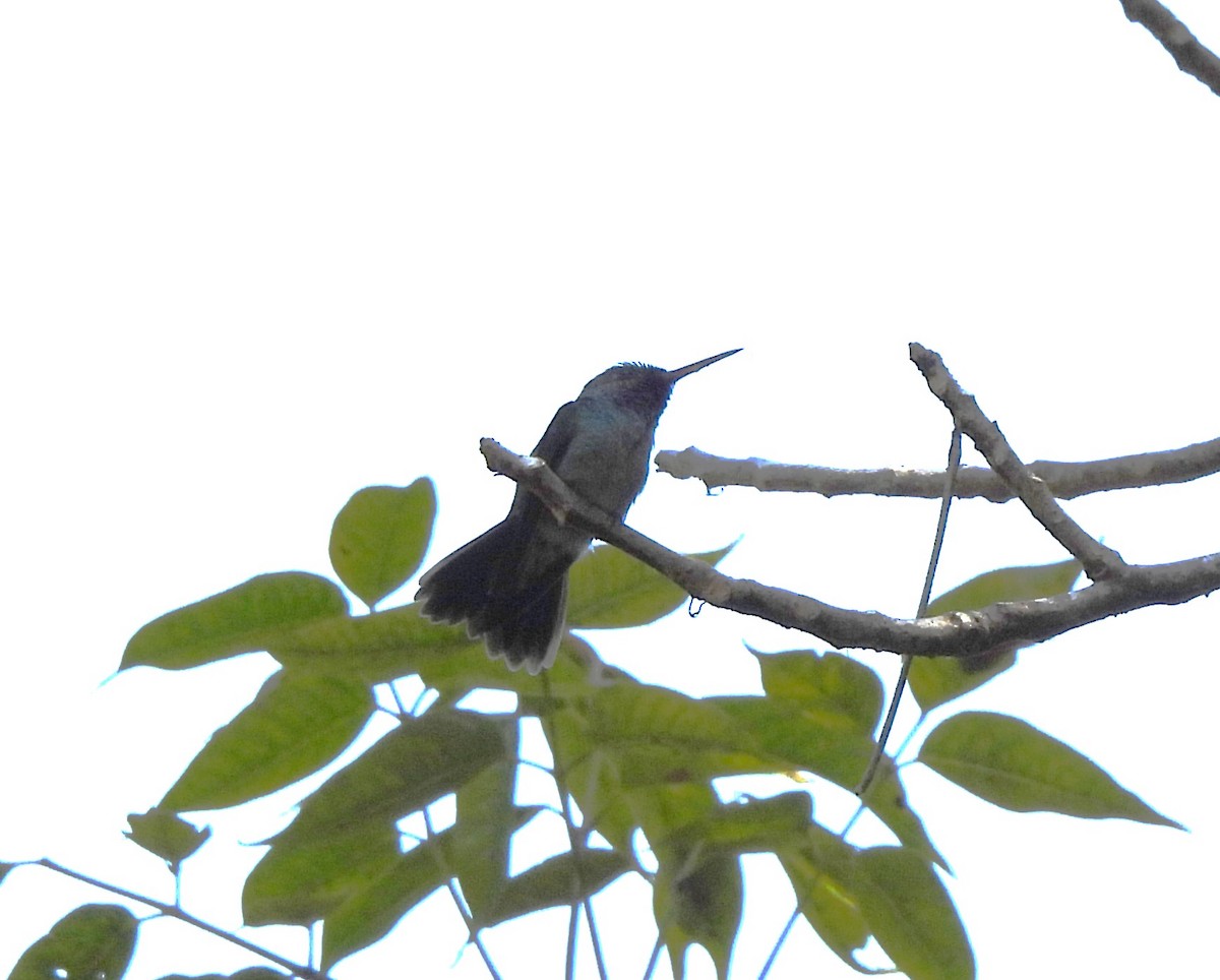 エメラルドハチドリ - ML644294455