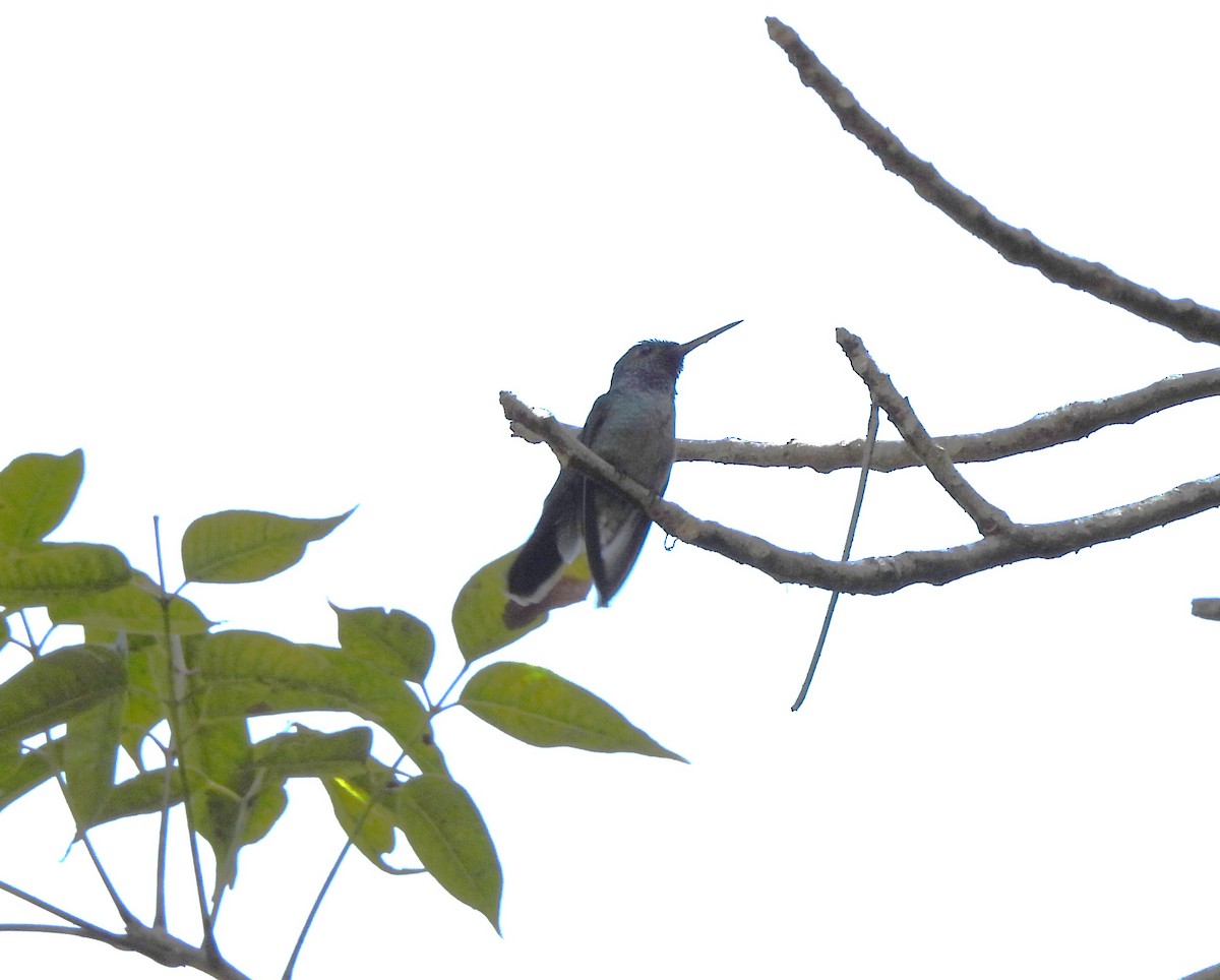 エメラルドハチドリ - ML644294456