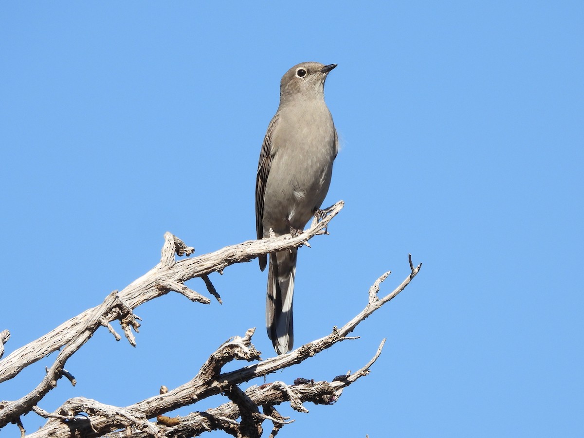 lesňák západní - ML644294460