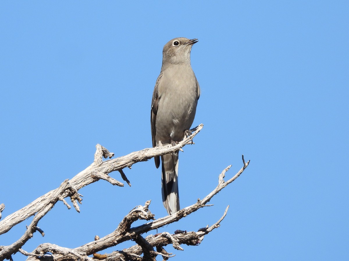 lesňák západní - ML644294476