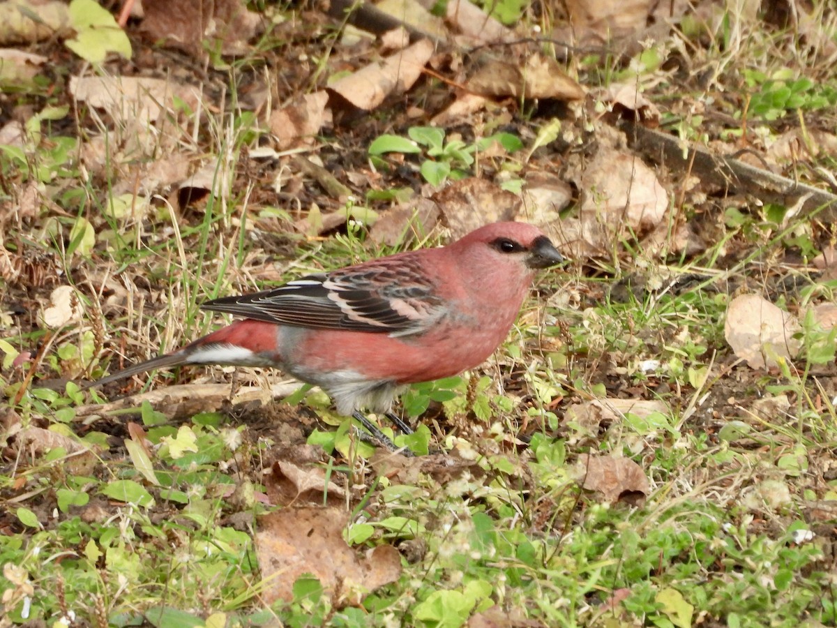 hýl křivčí - ML644294508