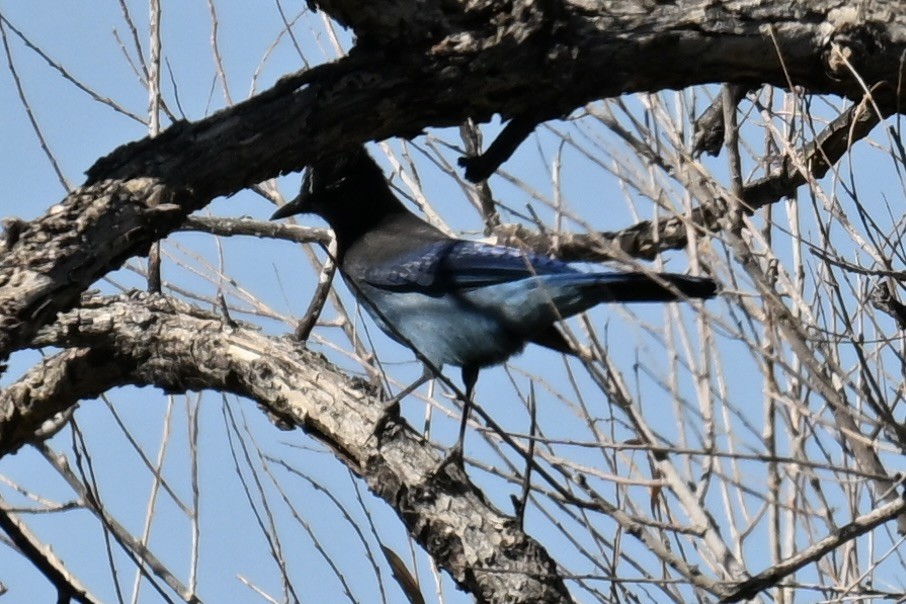 Стеллерова сойка - ML644294537