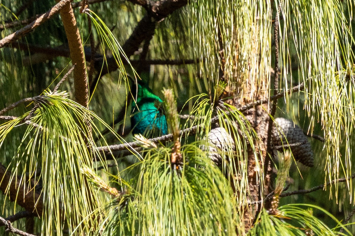 Malachite Sunbird - ML644294538