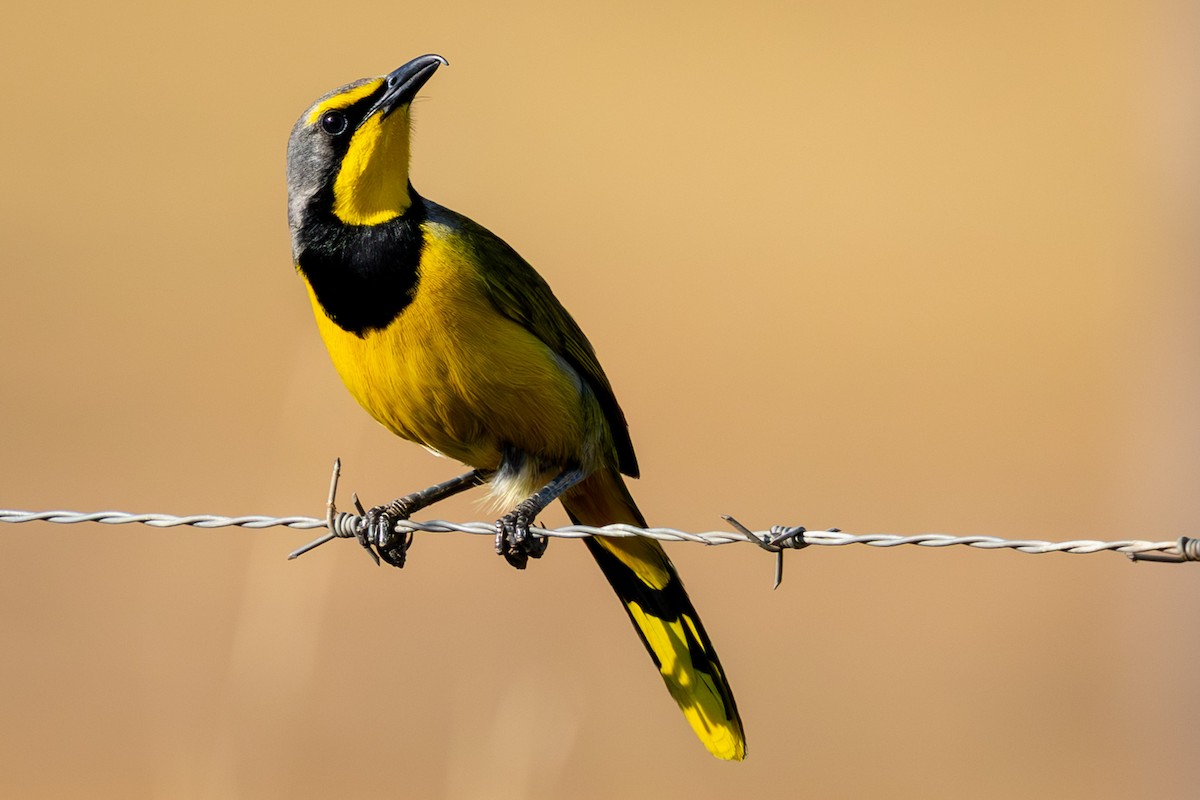 Bokmakierie - ML644294552