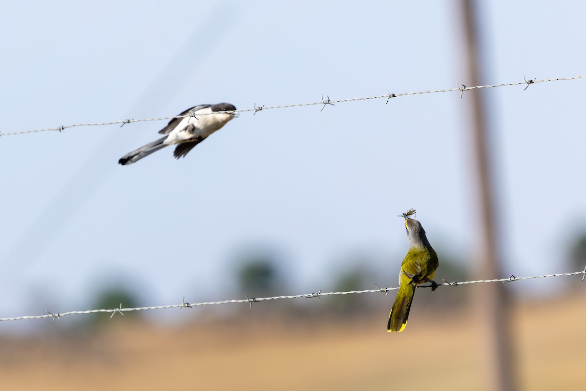 Bokmakierie - ML644294553