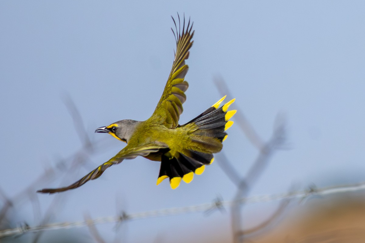 Bokmakierie - ML644294554