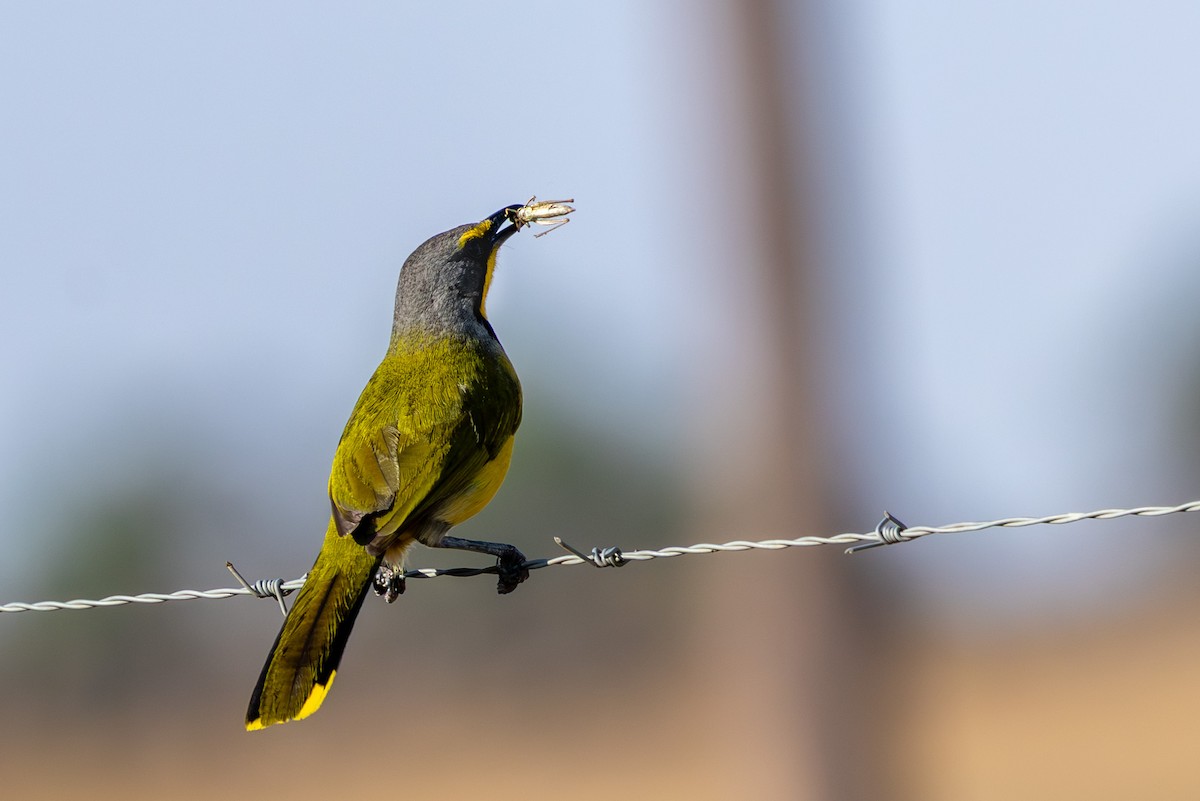 Bokmakierie - ML644294555