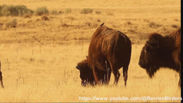 Brown-headed Cowbird - ML644294556