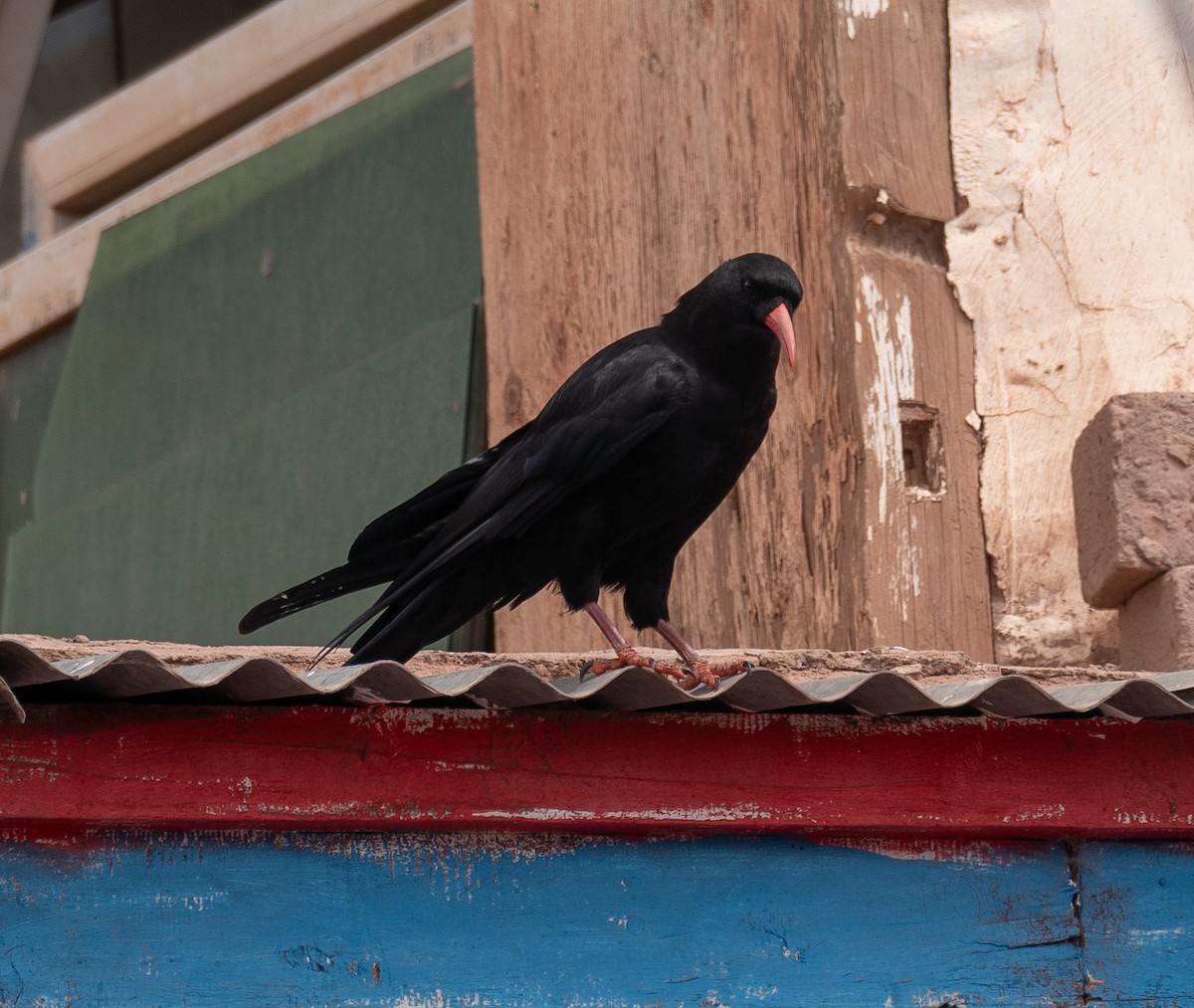 ベニハシガラス - ML644294558