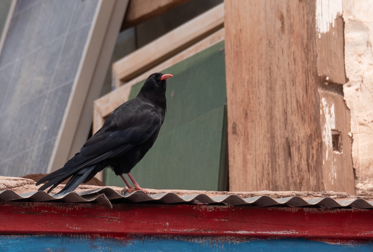 ベニハシガラス - ML644294559