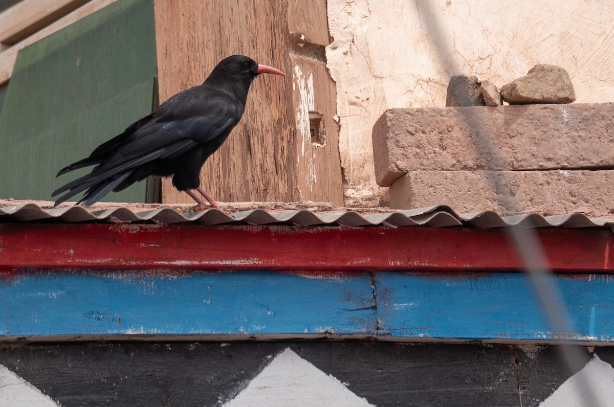 ベニハシガラス - ML644294560