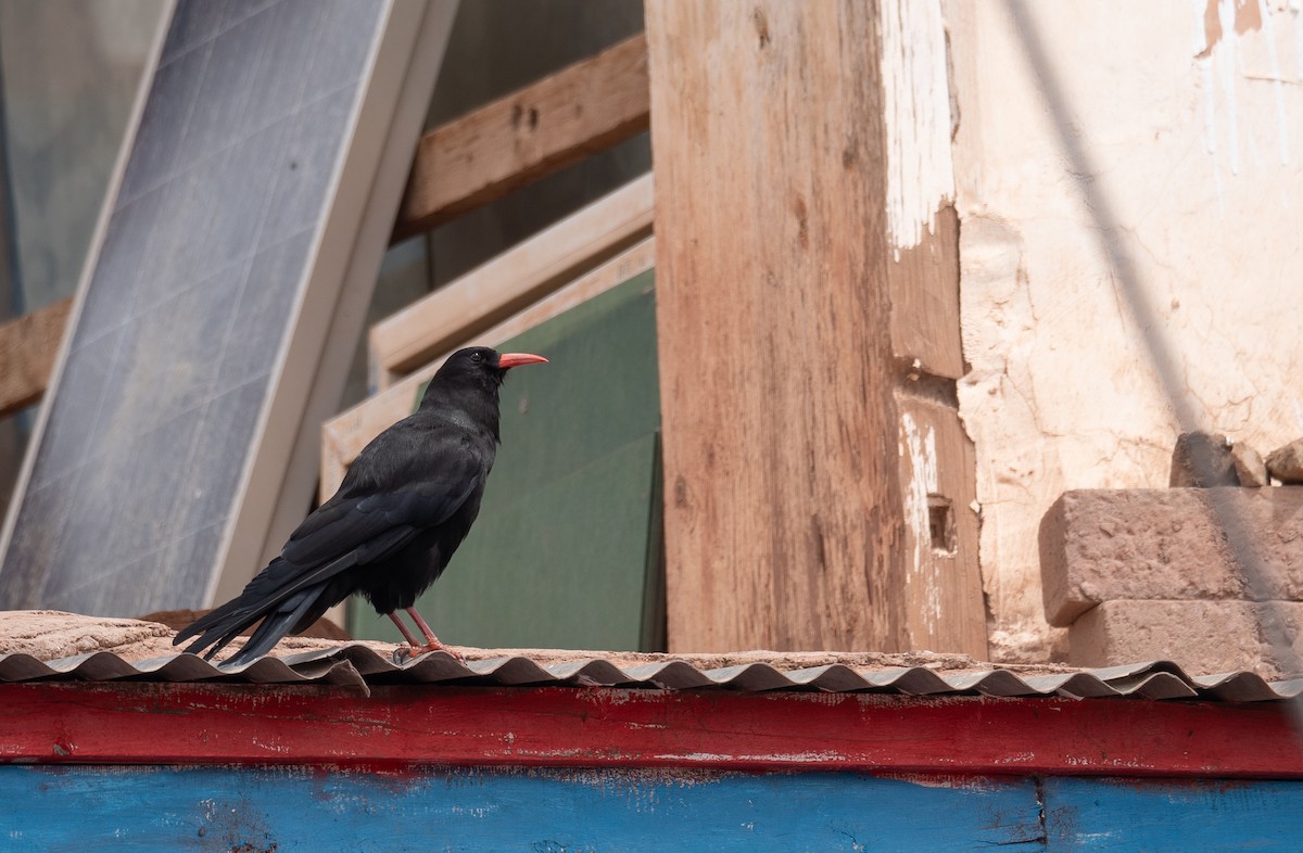 ベニハシガラス - ML644294561