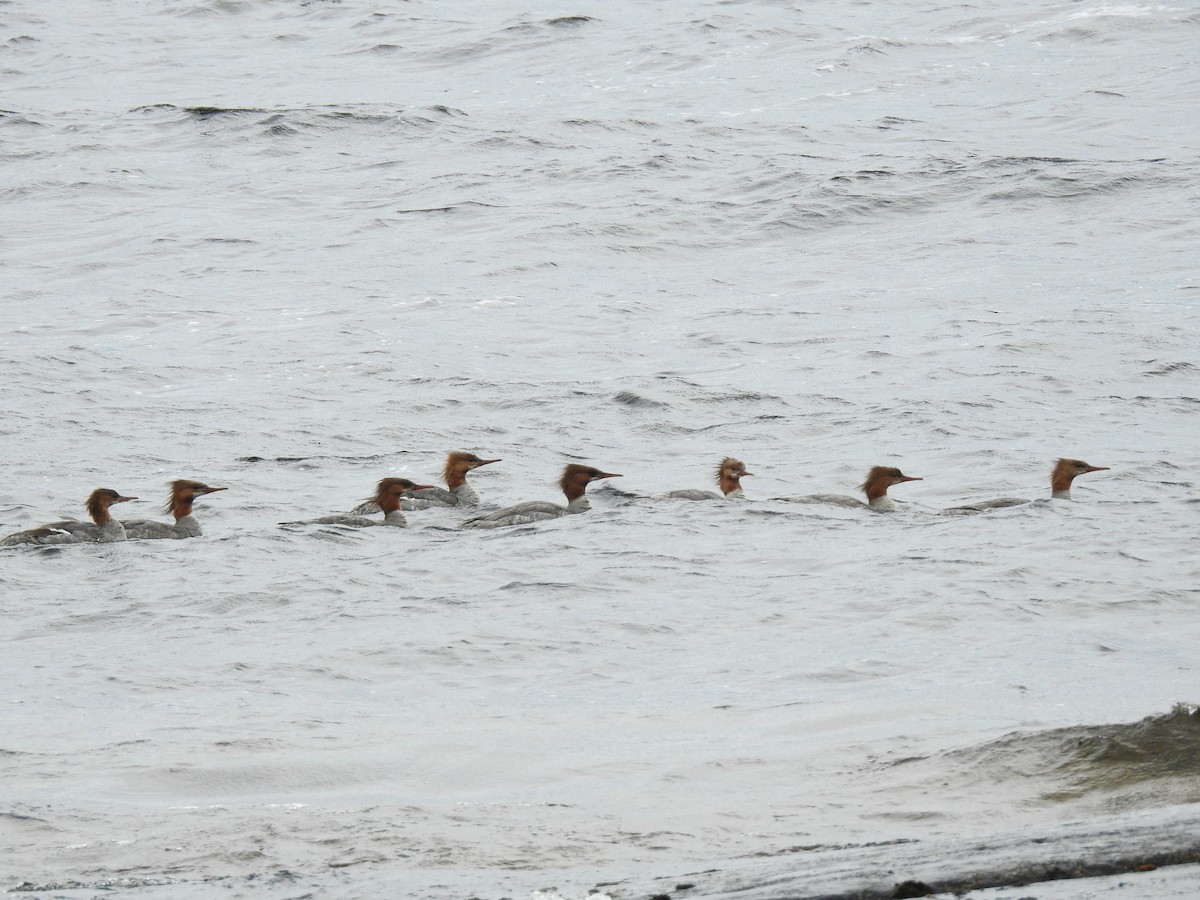 Common Merganser - Jean W. Côté