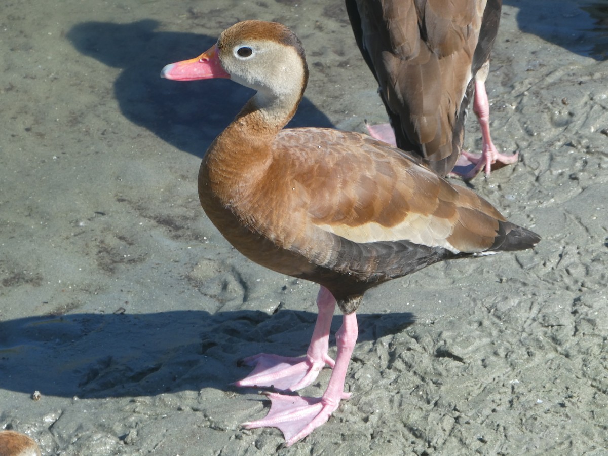 アカハシリュウキュウガモ - ML644294613