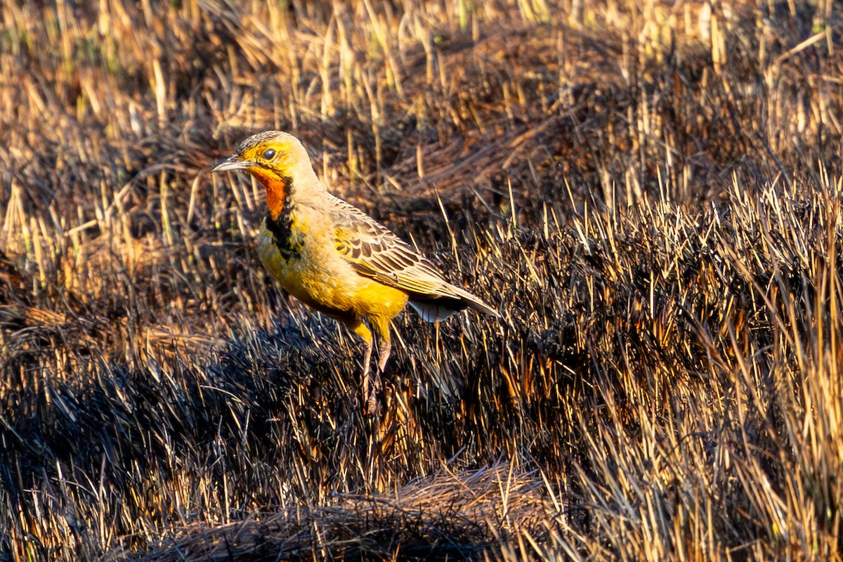 Капский шпорник - ML644294621