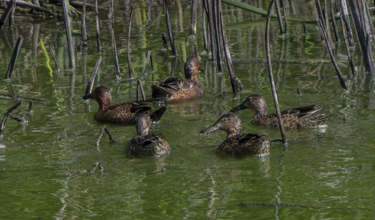 Cerceta Colorada - ML644294640