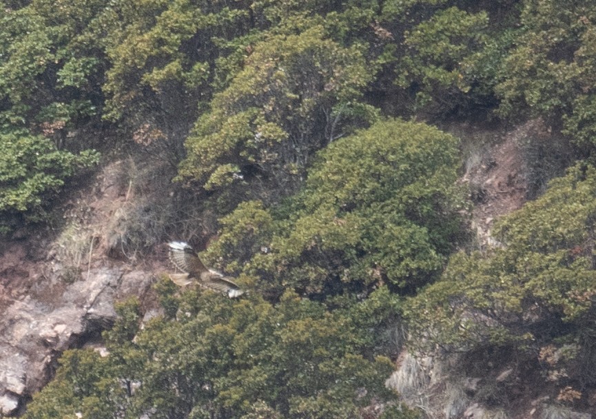 Upland Buzzard - ML644294643