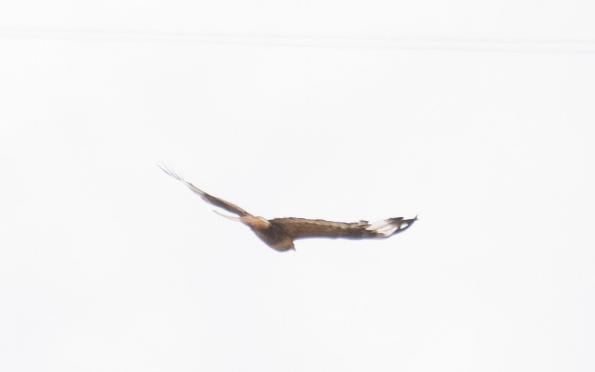 Upland Buzzard - ML644294644
