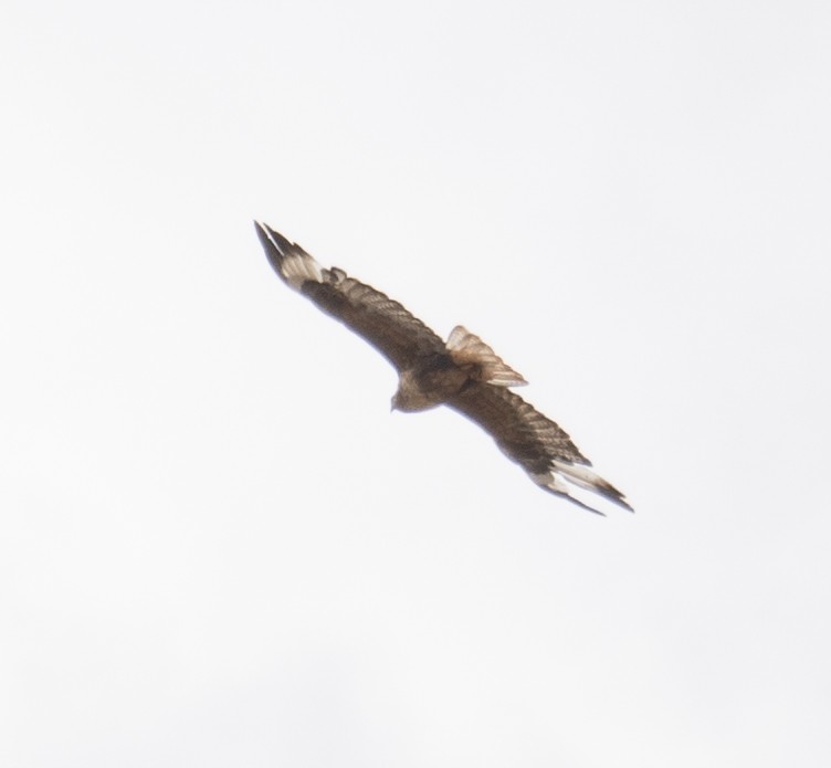 Upland Buzzard - ML644294645