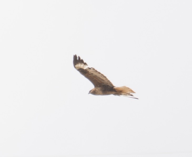 Upland Buzzard - ML644294646