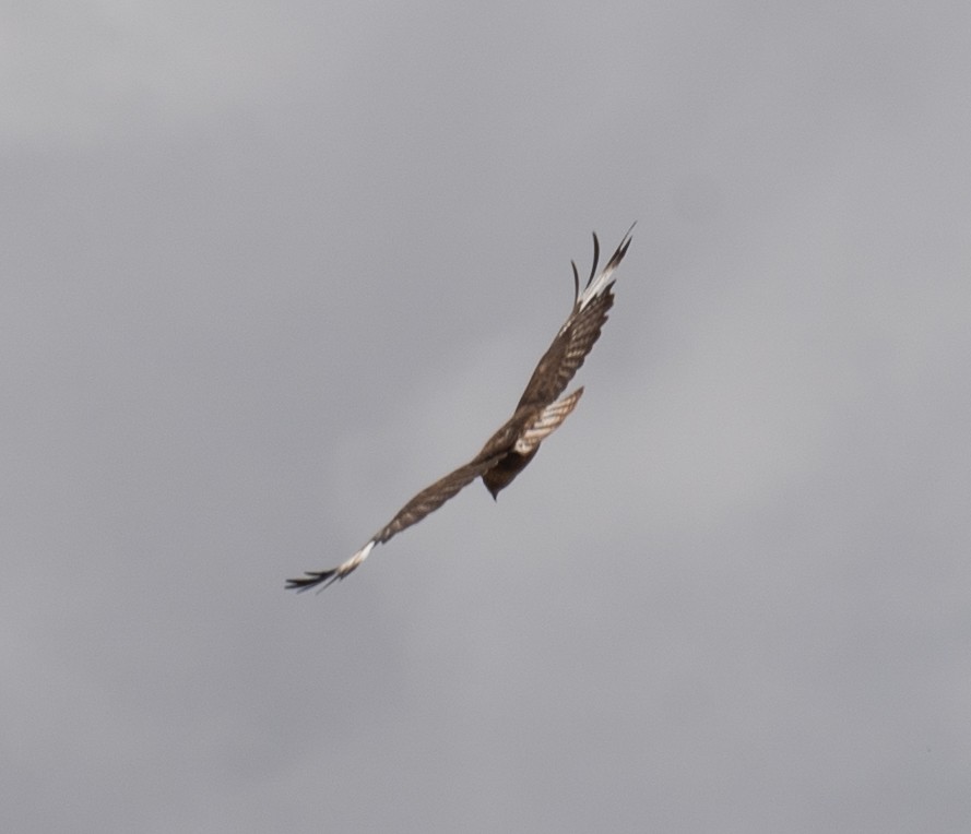 Upland Buzzard - ML644294647