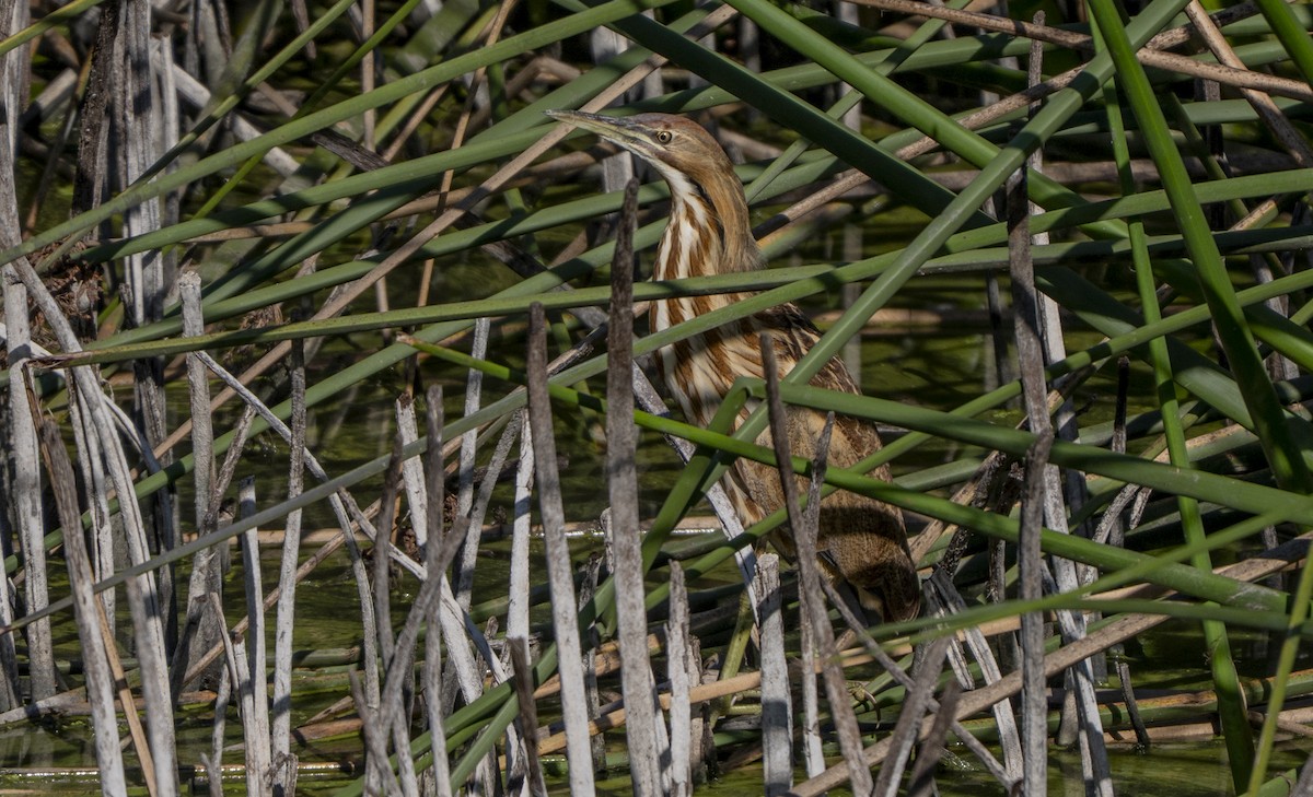 Avetoro Lentiginoso - ML644294651