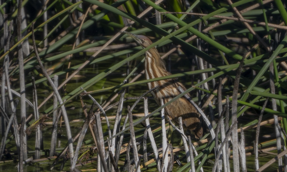 Avetoro Lentiginoso - ML644294652