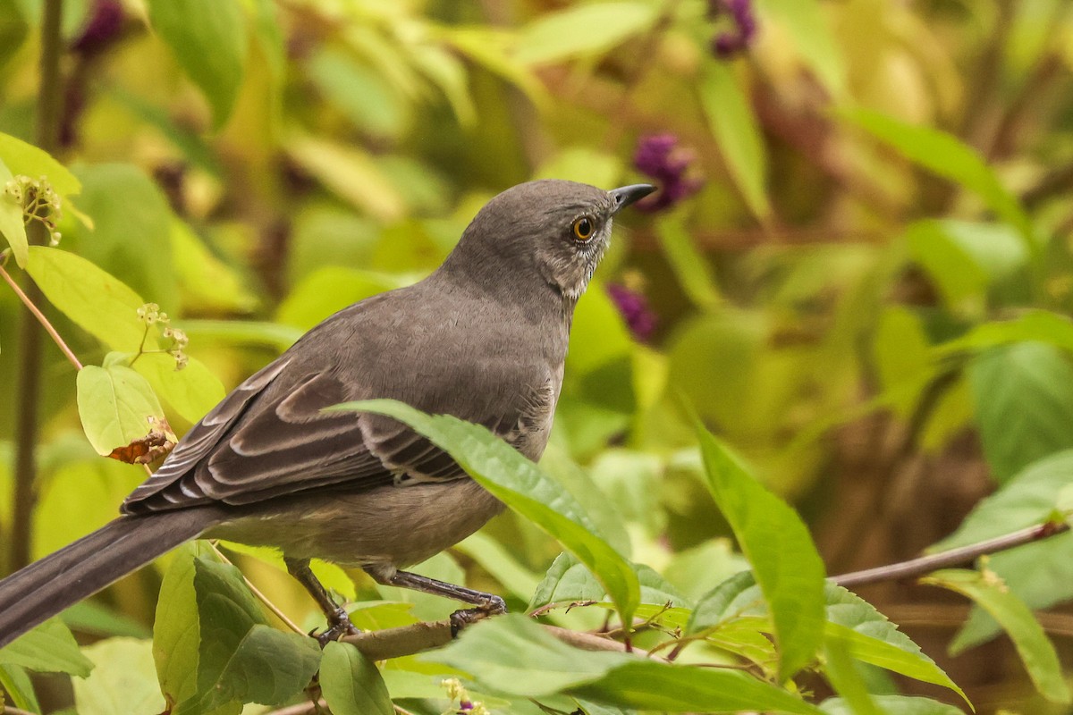Northern Mockingbird - ML644294657