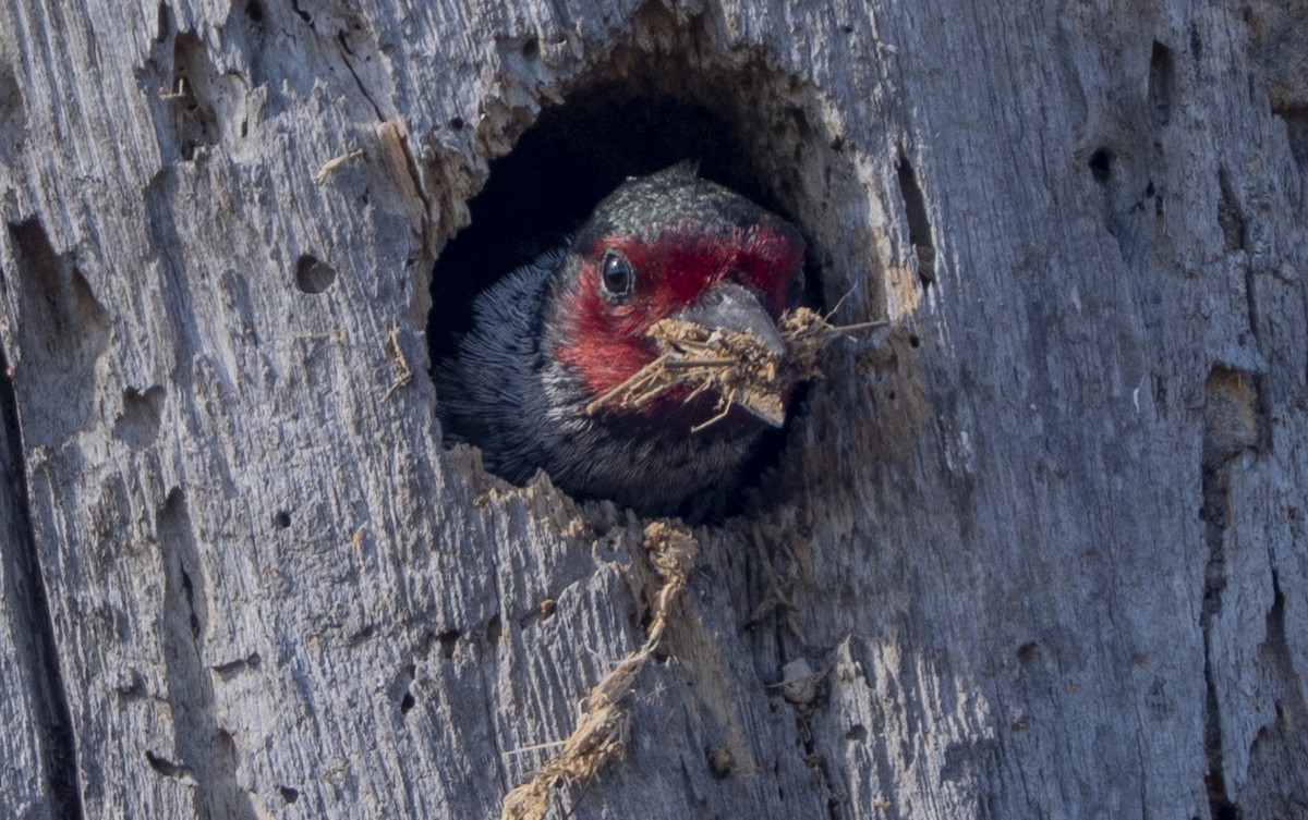 Carpintero de Lewis - ML644294666